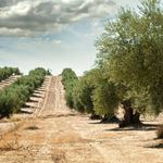 Answer OLIVE GROVE