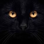 Lösung BLACK CAT