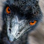 Lösung EMU