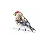 Lösung MEALY REDPOLL