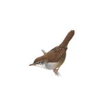 Answer CETTIS WARBLER