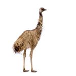Réponse EMU