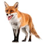 Respuesta FOX