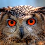 Respuesta OWL