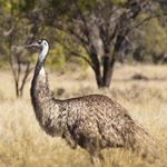 Risposta EMU