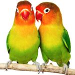 Risposta LOVEBIRDS