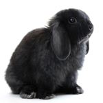 Lösung LOP-EARED
