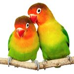 Lösung LOVEBIRDS
