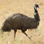 Réponse EMU