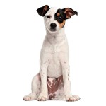 Risposta JACK RUSSELL