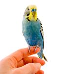 Answer BUDGIE