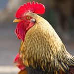 Réponse ROOSTER