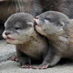 Answer OTTERS