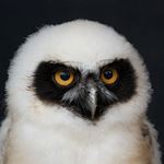Answer SPECTACLED OWL