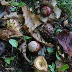 Answer CONKERS