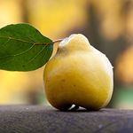 Lösung QUINCE