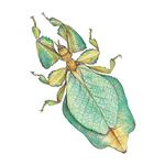 Lösung LEAF INSECT