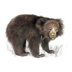 Respuesta SLOTH BEAR