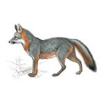 Risposta GRAY FOX