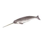 Lösung NARWHAL