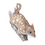 Réponse NORTHERN QUOLL
