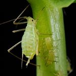 Lösung APHID