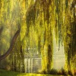 Answer WEEPING WILLOW