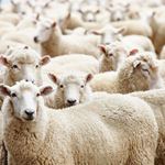 Réponse SHEEP