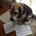 Lösung DOG SHAMING