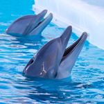 Lösung DOLPHINS