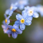 Lösung FORGET ME NOT