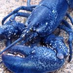 Answer BLUE LOBSTER