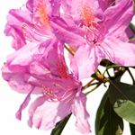 Réponse RHODODENDRON
