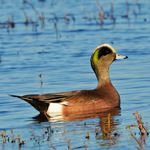 Answer AMERICAN WIGEON