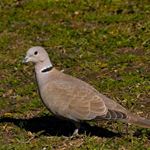 Réponse COLLARED DOVE