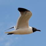 Answer LAUGHING GULL