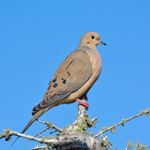 Answer MOURNING DOVE