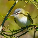 Lösung RED-EYED VIREO