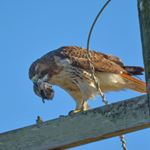 Réponse RED-TAILED HAWK
