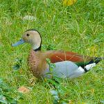 Answer RINGED TEAL