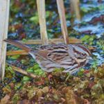 Answer SONG SPARROW