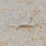 Answer GHOST CRAB