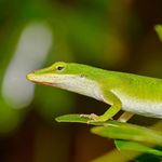 Answer GREEN ANOLE