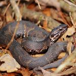 Réponse WATER MOCCASIN