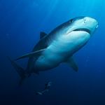 Réponse TIGER SHARK