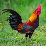 Lösung ROOSTER