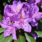 Réponse RHODODENDRON