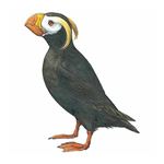 Lösung TUFTED PUFFIN