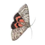 Lösung RED UNDERWING