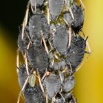 Lösung APHIDS